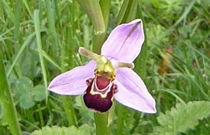 Bee Orchid